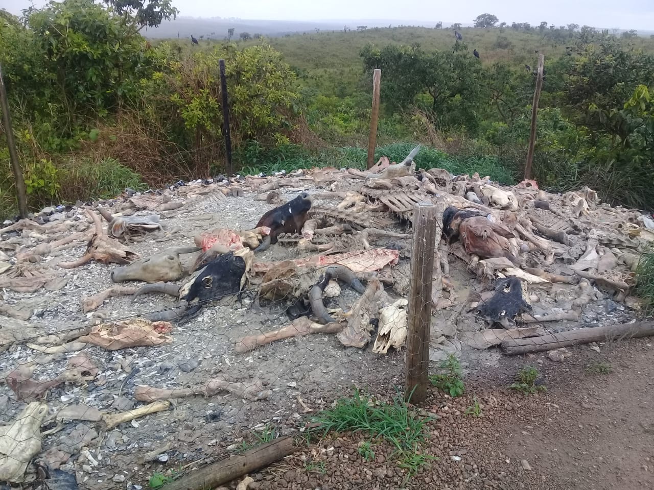 Barbaridade: Polícia Civil estoura matadouro clandestino de